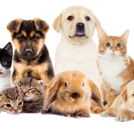 Dei Fiori Restaurant - Meeting & Hotel